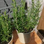 Potted rosemary: if you want it to last more than 10 years, follow this gardener’s advice!