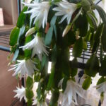 The most effective tricks to keep your Christmas cactus blooming all year round