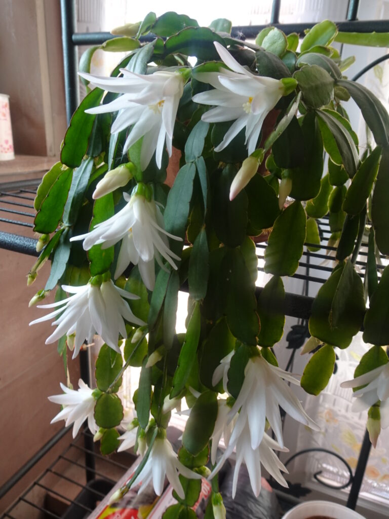 The most effective tricks to keep your Christmas cactus blooming all year round