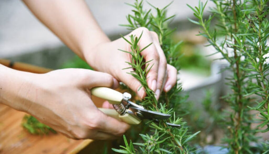 Rosemary, with the sprig trick you can multiply it infinitely at no cost