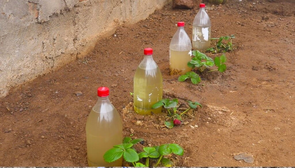 With this method, watering plants while you are on vacation will no longer be a problem