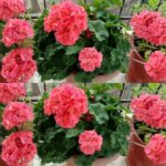 Geraniums, don’t water them like this: you make them rot! Check out the gardeners trick for super blooming!