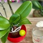 4 good reasons to put baking soda on your orchids Here I explain why you put baking soda on your orchids.