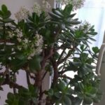 Jade tree, with just a spoonful of this ingredient it blooms beautifully