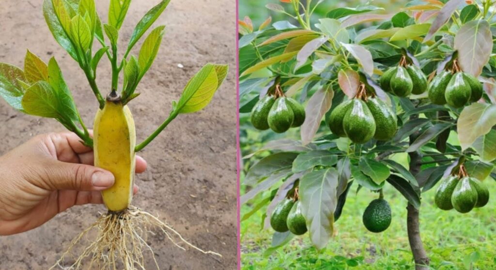 Stop buying avocados. Here’s how to grow an avocado tree in a small pot at home.