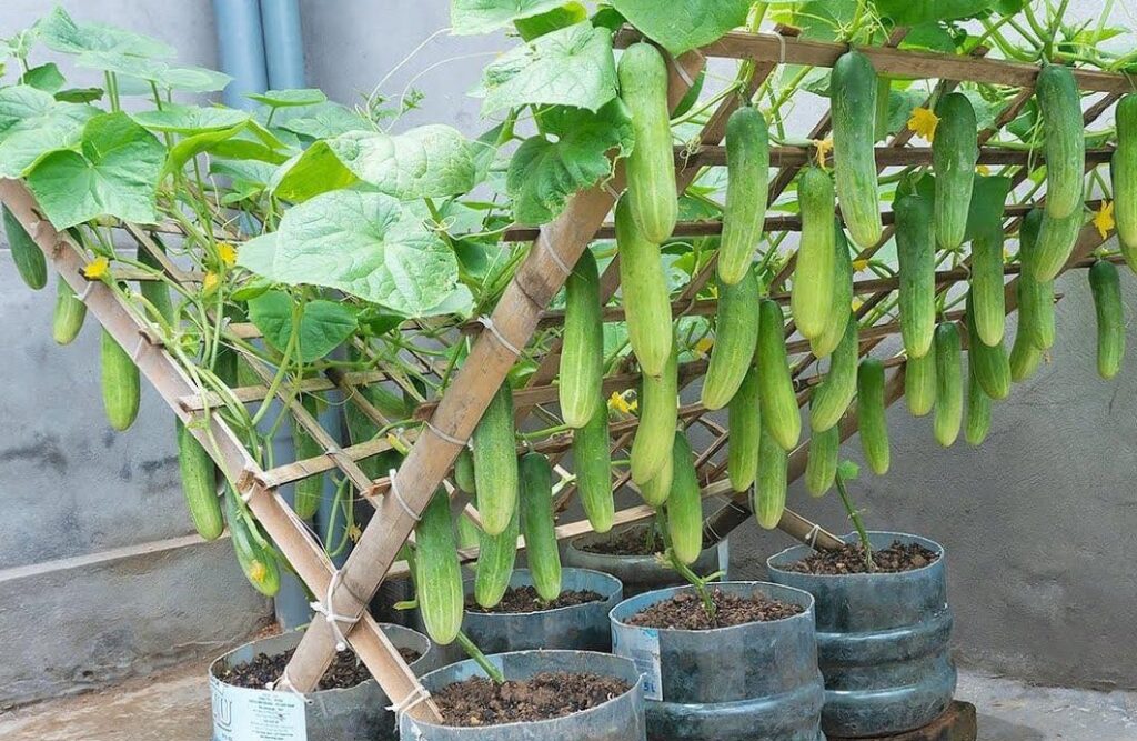 How to Grow Cucumbers with Ease: Proven Tips and Techniques.