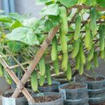 How to Grow Cucumbers with Ease: Proven Tips and Techniques.