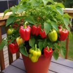 How to properly grow peppers in pots.