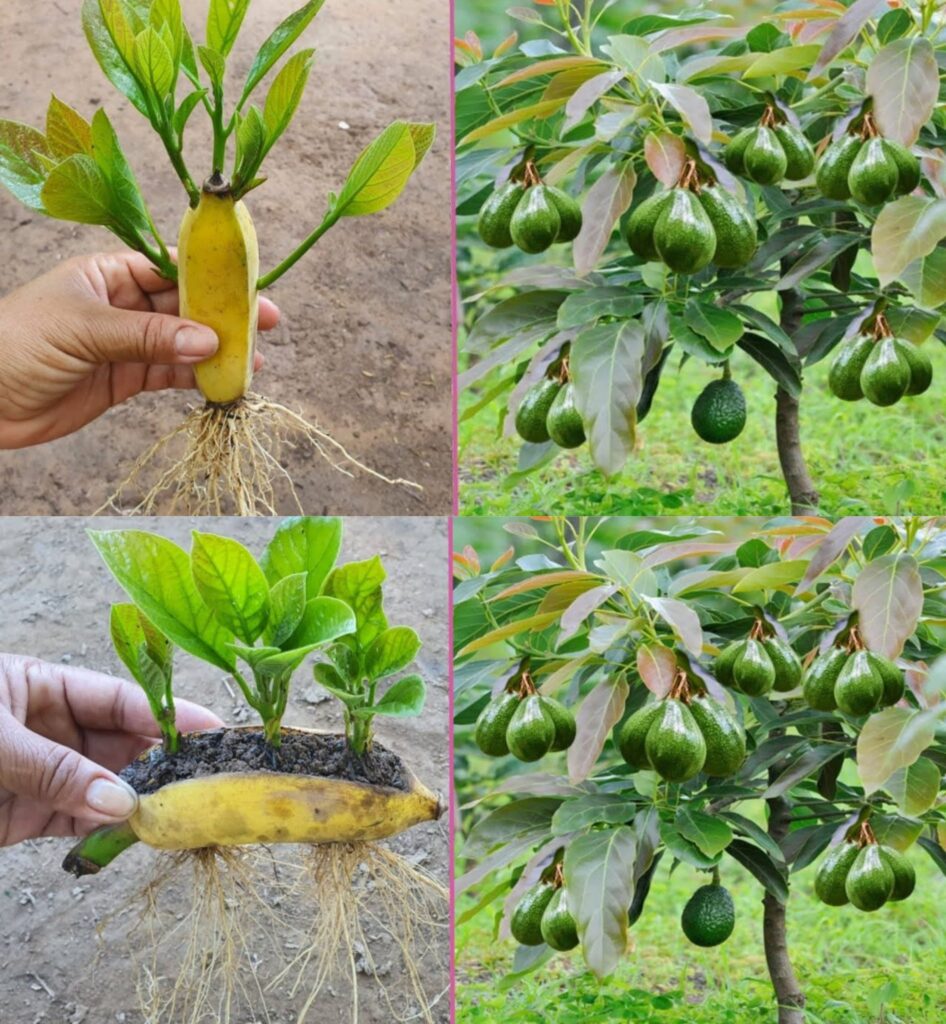 Stop buying avocados. Here’s how to grow an avocado tree in a small pot at home.