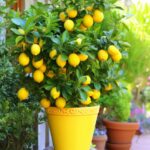 10 simple tips for growing a lemon tree in a pot