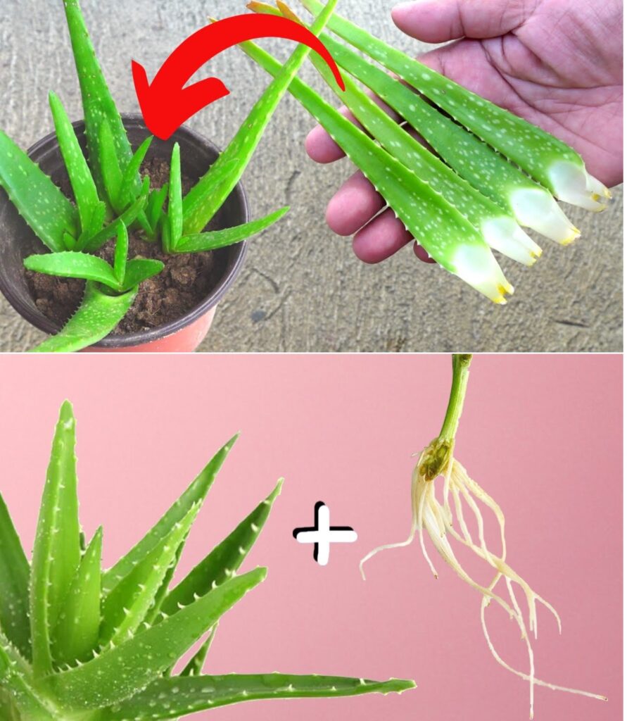 How to make aloe vera, root is enough: 3 easy ways to root everything