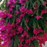 The Secret to Making Your Christmas Cactus Produce More Blooms