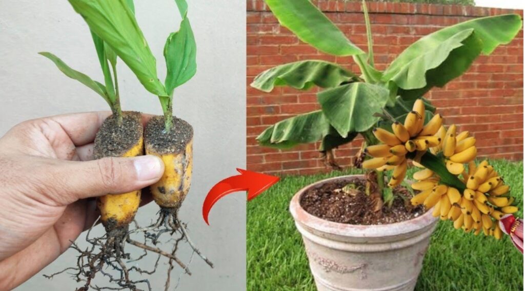 Bury a banana in the ground – it’s amazing what happens after 7 days