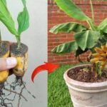 Bury a banana in the ground – it’s amazing what happens after 7 days