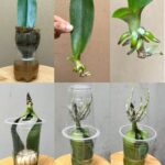 How to grow orchids | Discover the steam method | They take root quickly and bloom for a long time