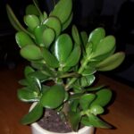 HOW TO MAKE THE JADE TREE BLOOM: BRING BEAUTY AND HAPPINESS TO OUR HOME