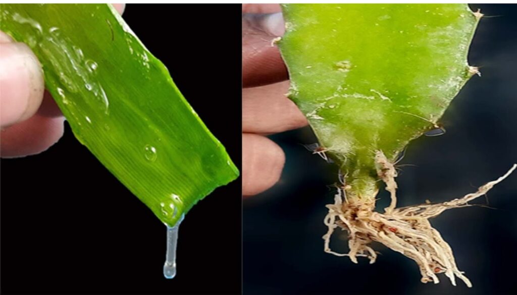 How to recover an aloe vera that is dying, only in this way will you be able to reinvigorate it