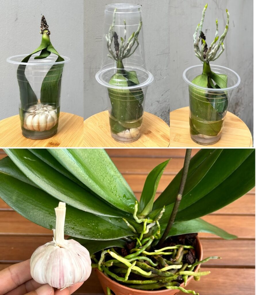 Do it now and you will see how your orchid will sprout and bloom all year round