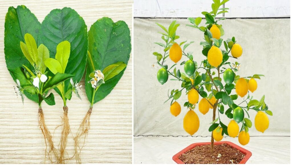 Lemons, if you grow them like this they will last you all year round: the very simple method