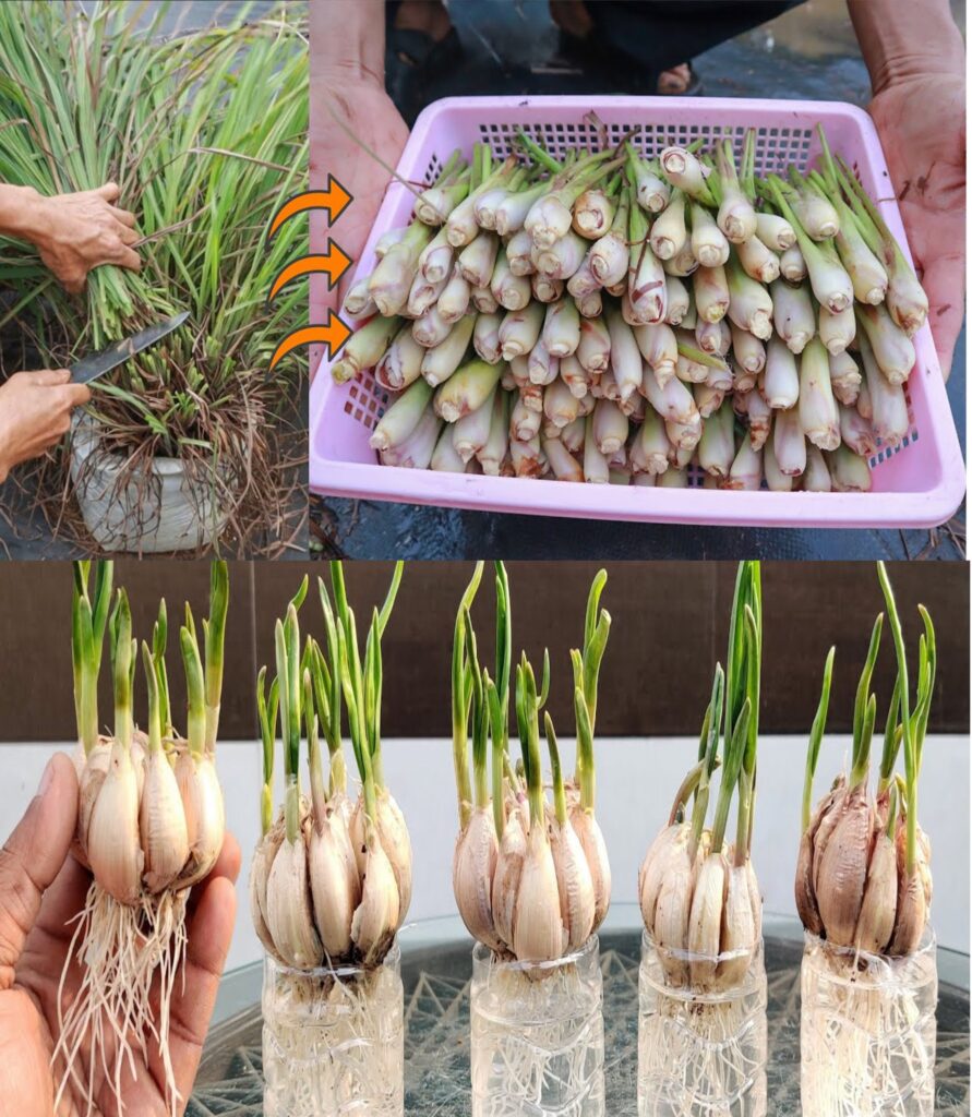 How to grow ginger, garlic and lemongrass at home: here is the farmer’s method