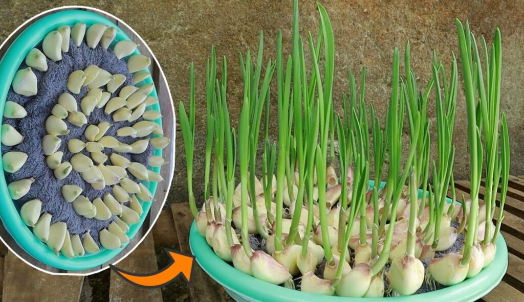 How to grow ginger, garlic and lemongrass at home: here is the farmer’s method