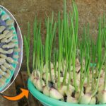 How to grow ginger, garlic and lemongrass at home: here is the farmer’s method