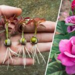 The technique to multiply roses to infinity with a single stem