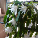 The most effective tricks to keep your Christmas cactus blooming all year round