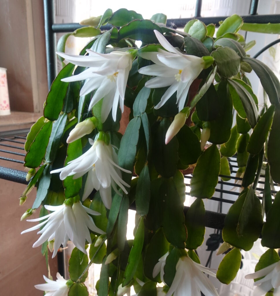 The most effective tricks to keep your Christmas cactus blooming all year round