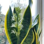 MOTHER-IN-LAW TONGUE PLANT – If you have one, take care of it because you have a treasure