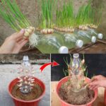 Garlic, with this method you multiply it to infinity – gardeners do it