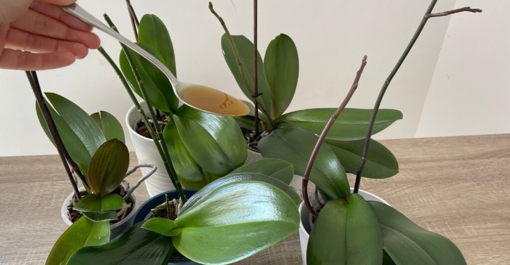 One drop will produce bright green leaves – I’ve never had an orchid like this before