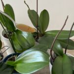 One drop will produce bright green leaves – I’ve never had an orchid like this before