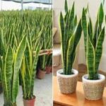 6 plants that are real oxygen bombs and detoxify the air in your home