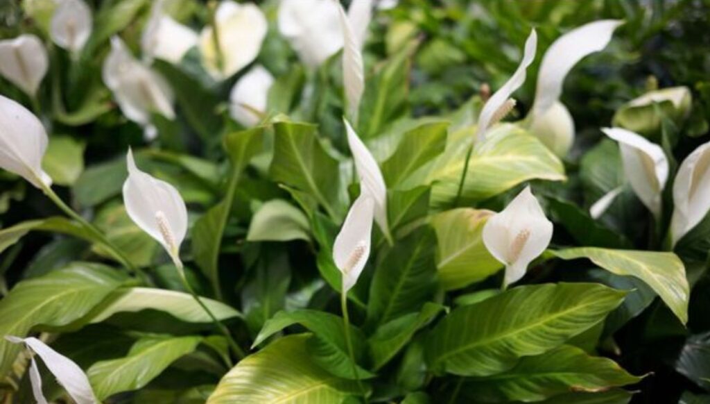 Peace lily, if you want it to last you for years you need to make this important move