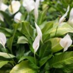 Peace lily, if you want it to last you for years you need to make this important move