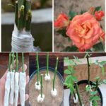 Roses, how to plant them without roots: the 100% functional method revealed