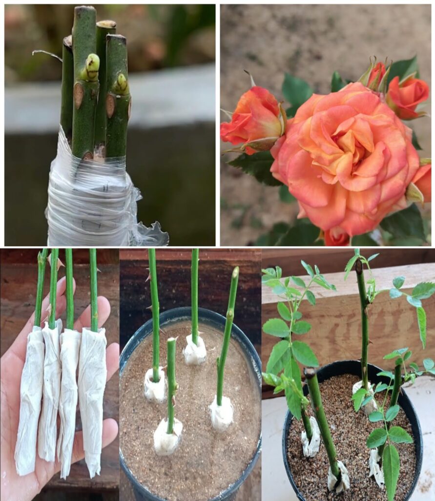 Roses, how to plant them without roots: the 100% functional method revealed