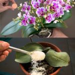 I mixed it in 2 minutes, within a week the orchid was full of flowers.