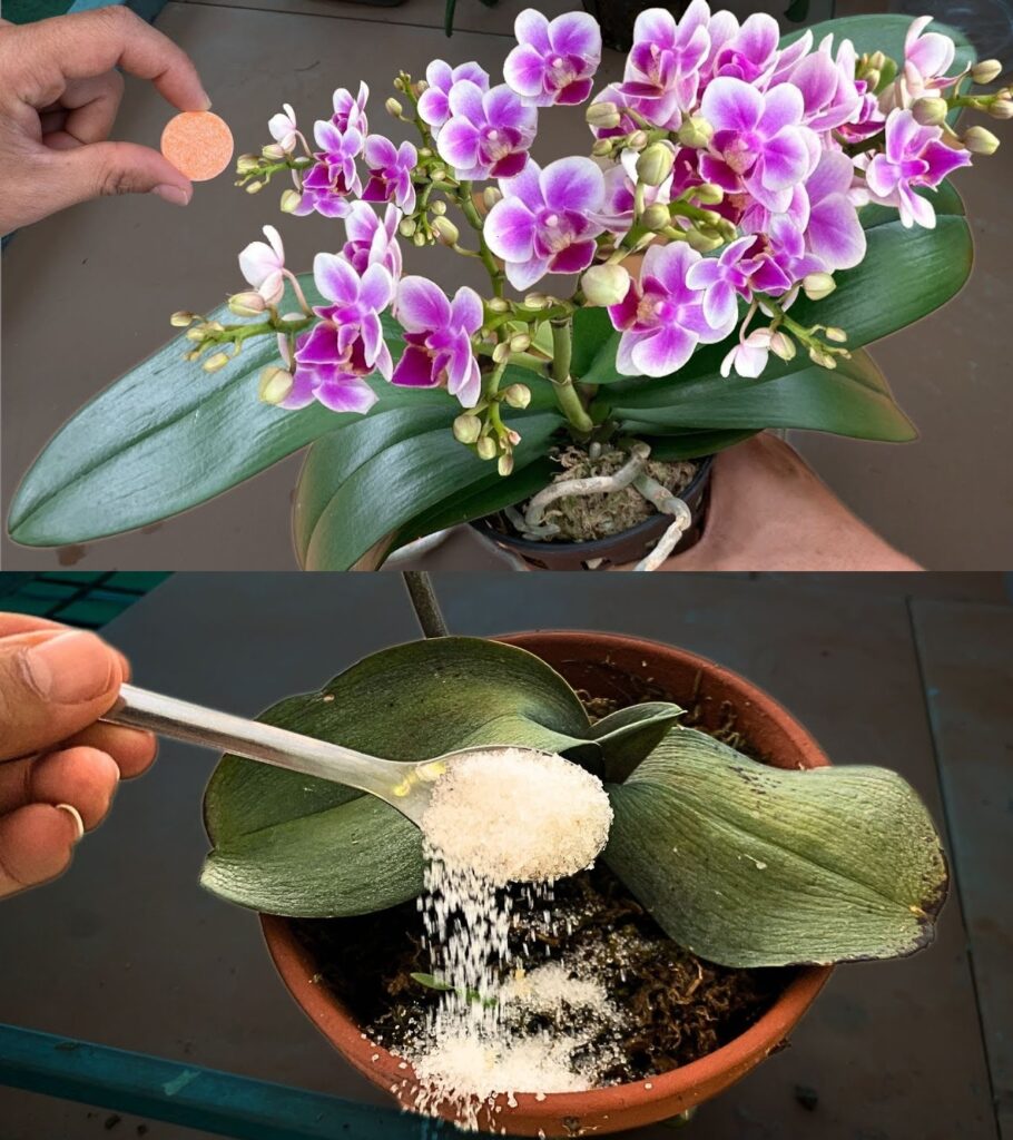 I mixed it in 2 minutes, within a week the orchid was full of flowers.