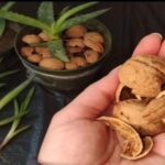 Benefits of Using Walnut Shells in the Garden