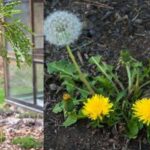 Why dandelion roots are the most important part of the plant