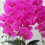 How do you get an orchid to bloom again? 6 simple and effective tips.