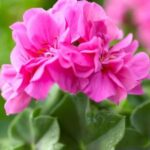 Geraniums: if you do this, you dry them | This is the trick to have strong leaves and abundant flowering