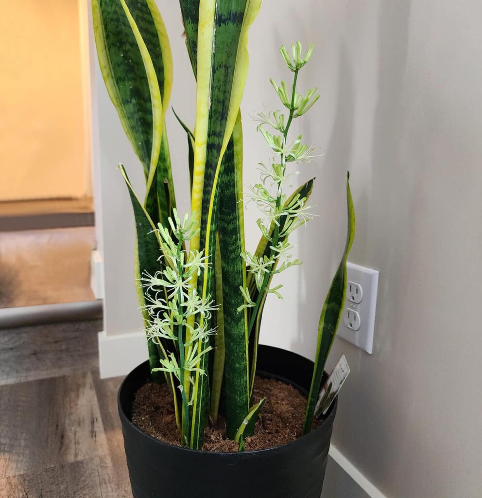 5 reasons why you should have a sansevieria at home