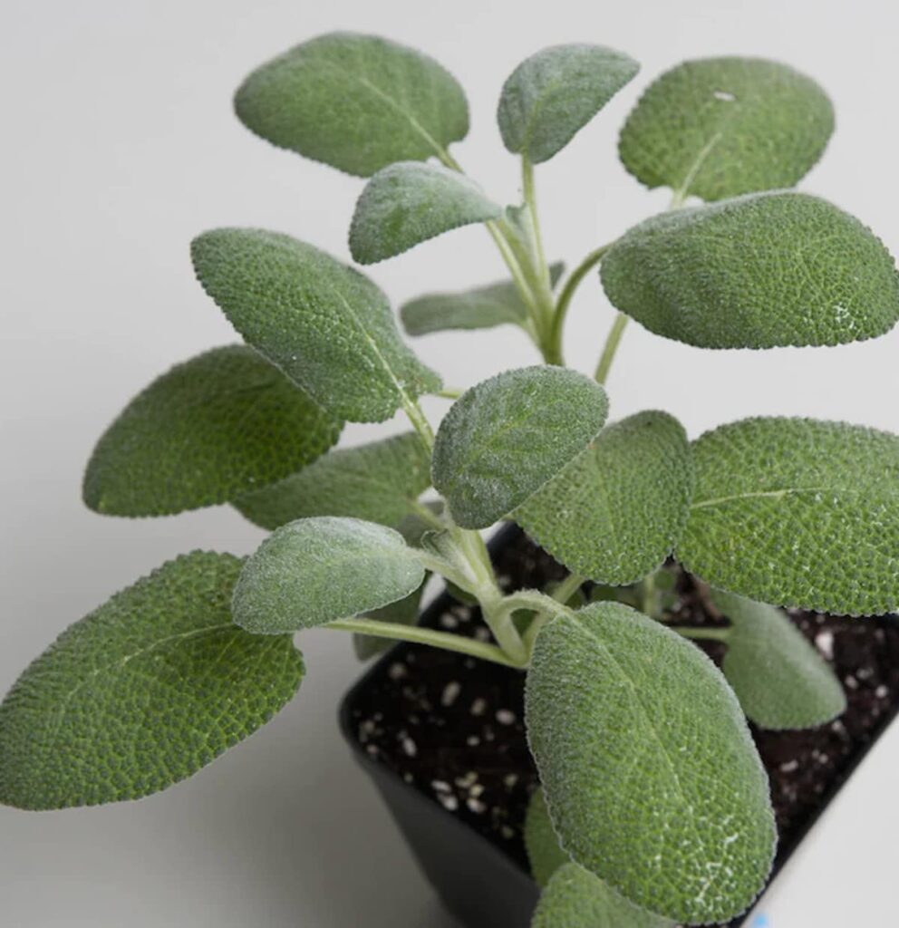 Everything you can do with just one sage plant: all grandma’s uses