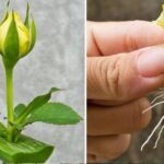 How to propagate roses with a glass of water: they will bloom in a few days