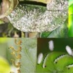 Eliminate whiteflies, aphids, mealybugs: these 3 kitchen ingredients are enough