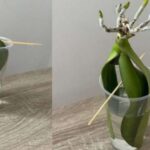 How to grow orchids in water without roots: this way they will recover immediately