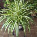 The most resistant purifying plant for indoors